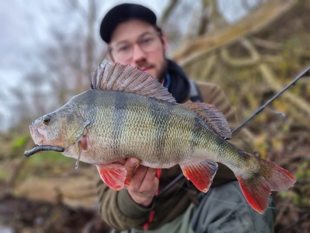 soft plastics for perch