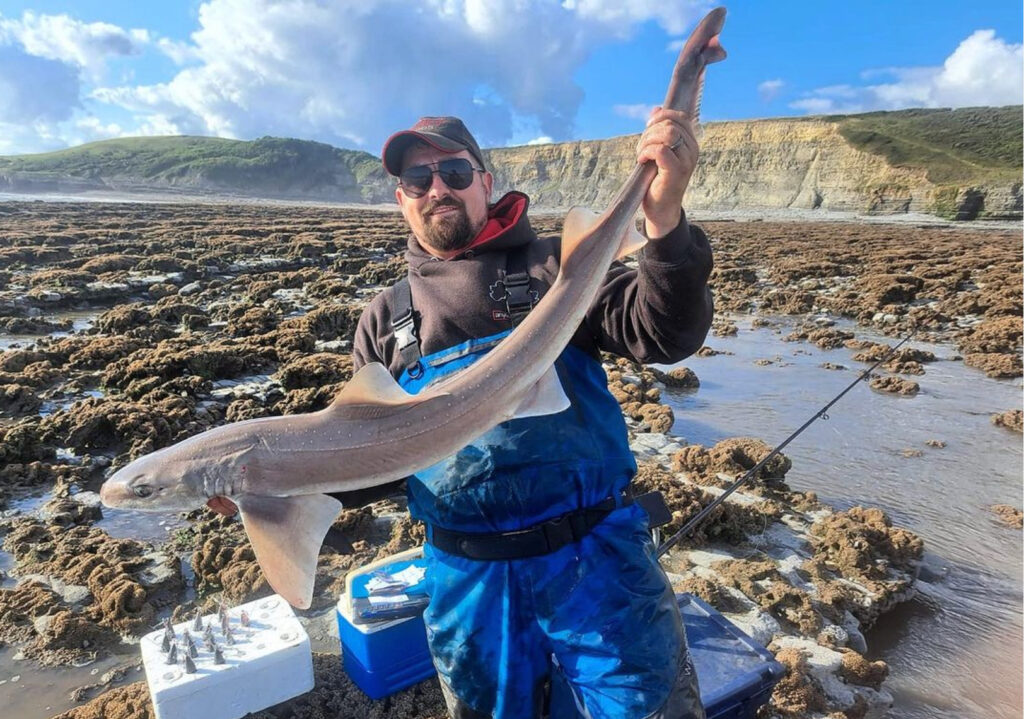 smooth hound caught on anyfishanywhere