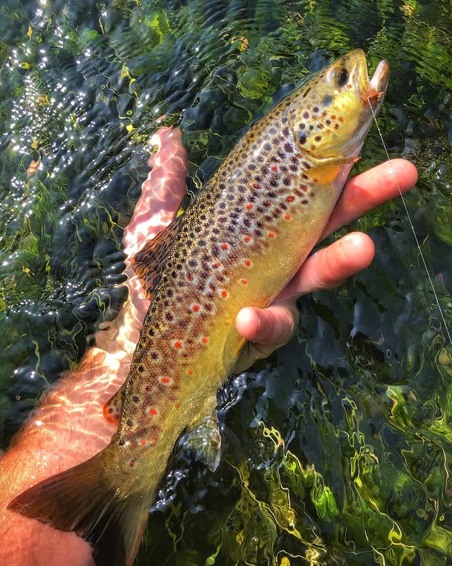 brown trout on a sedge fly