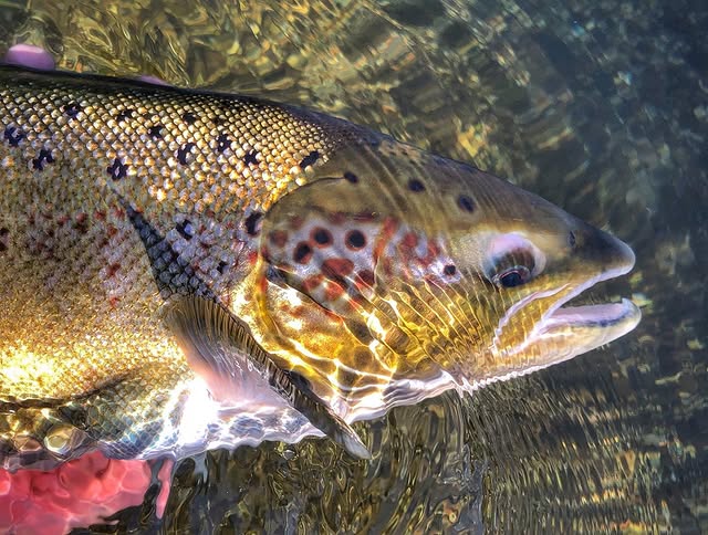 salmon on the river test