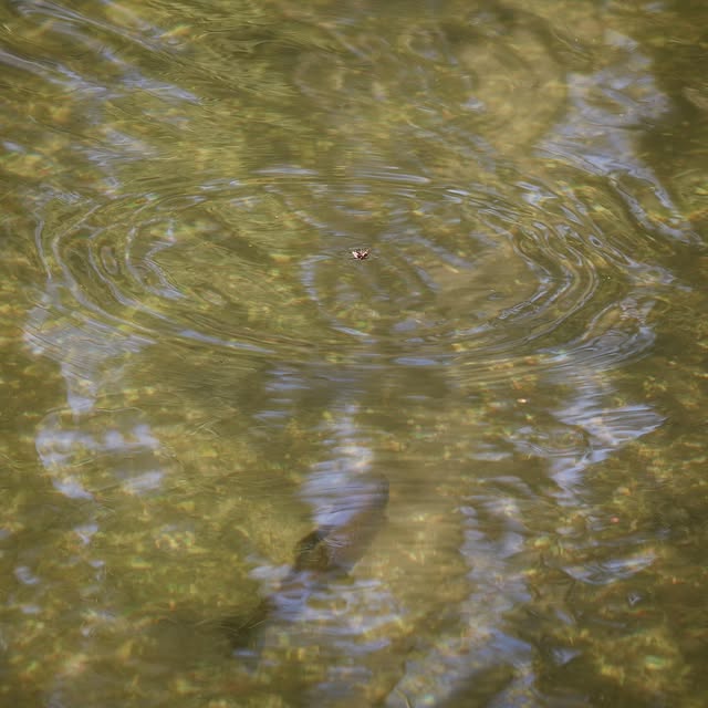 fly on the surface with a trout beneath