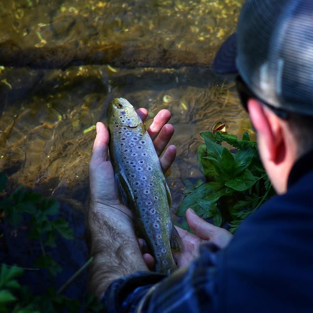 sea trout release