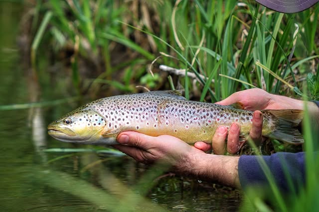 chalk stream trout