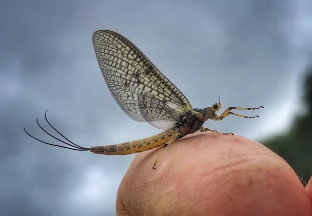 mayfly