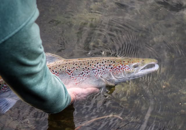 salmon on the test