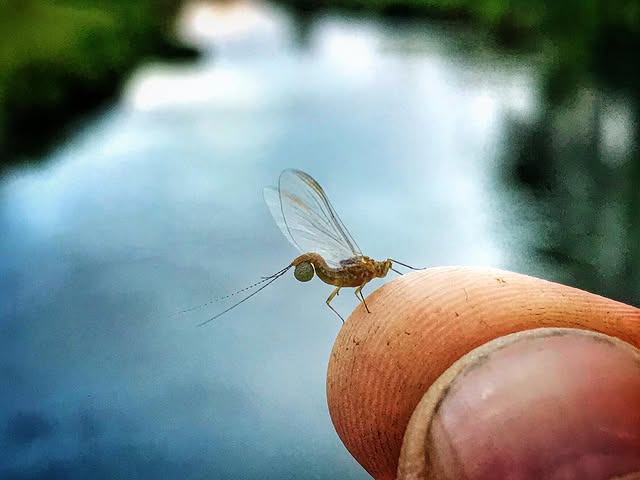 blue winged olive fly